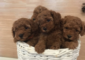 Mini Boy Poodle Bebekler